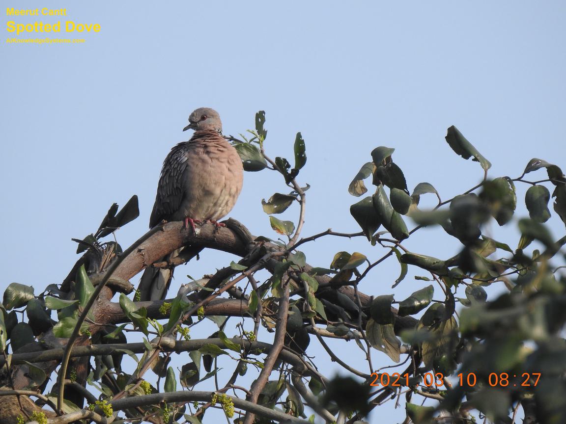 Dove Spotted (116) Coming Soon